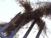 Twenty Questions – Forking strawman